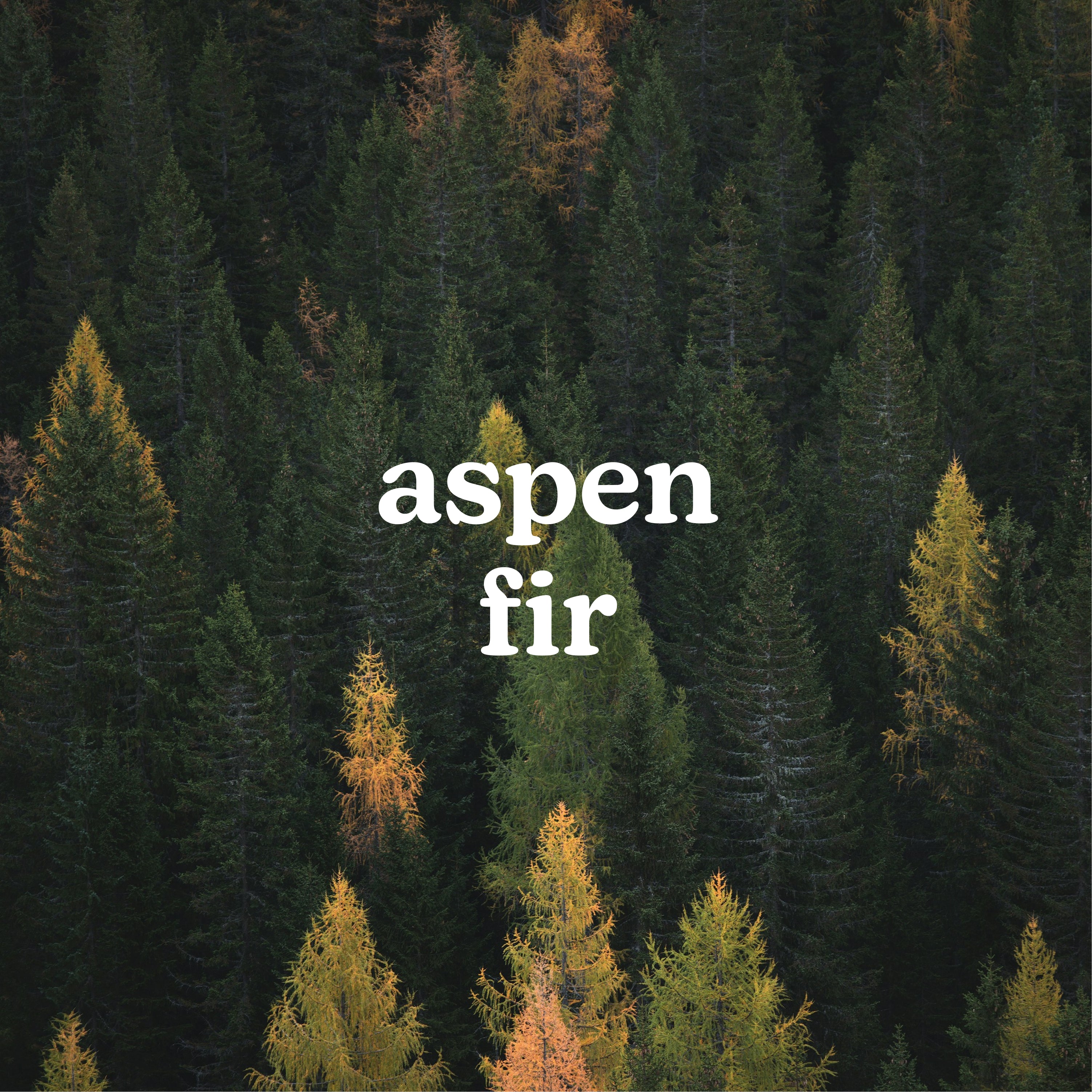 homedics-serenescent-aspen-fir-essential-oil-limited-edition image 2