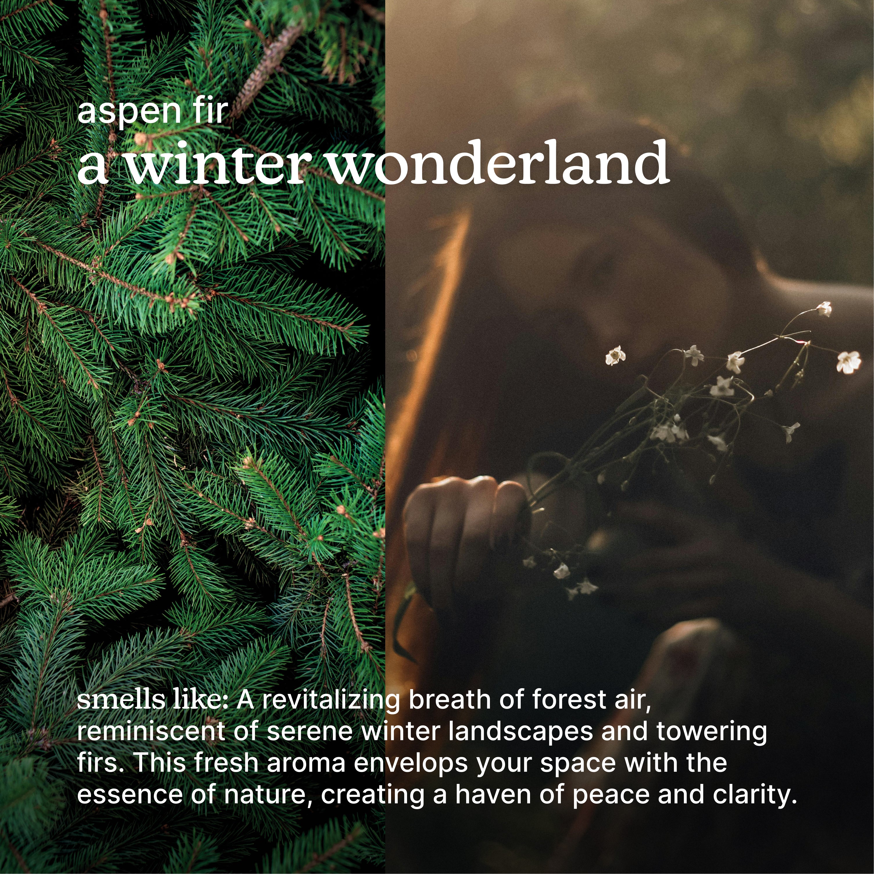 homedics-serenescent-aspen-fir-essential-oil-limited-edition image 3