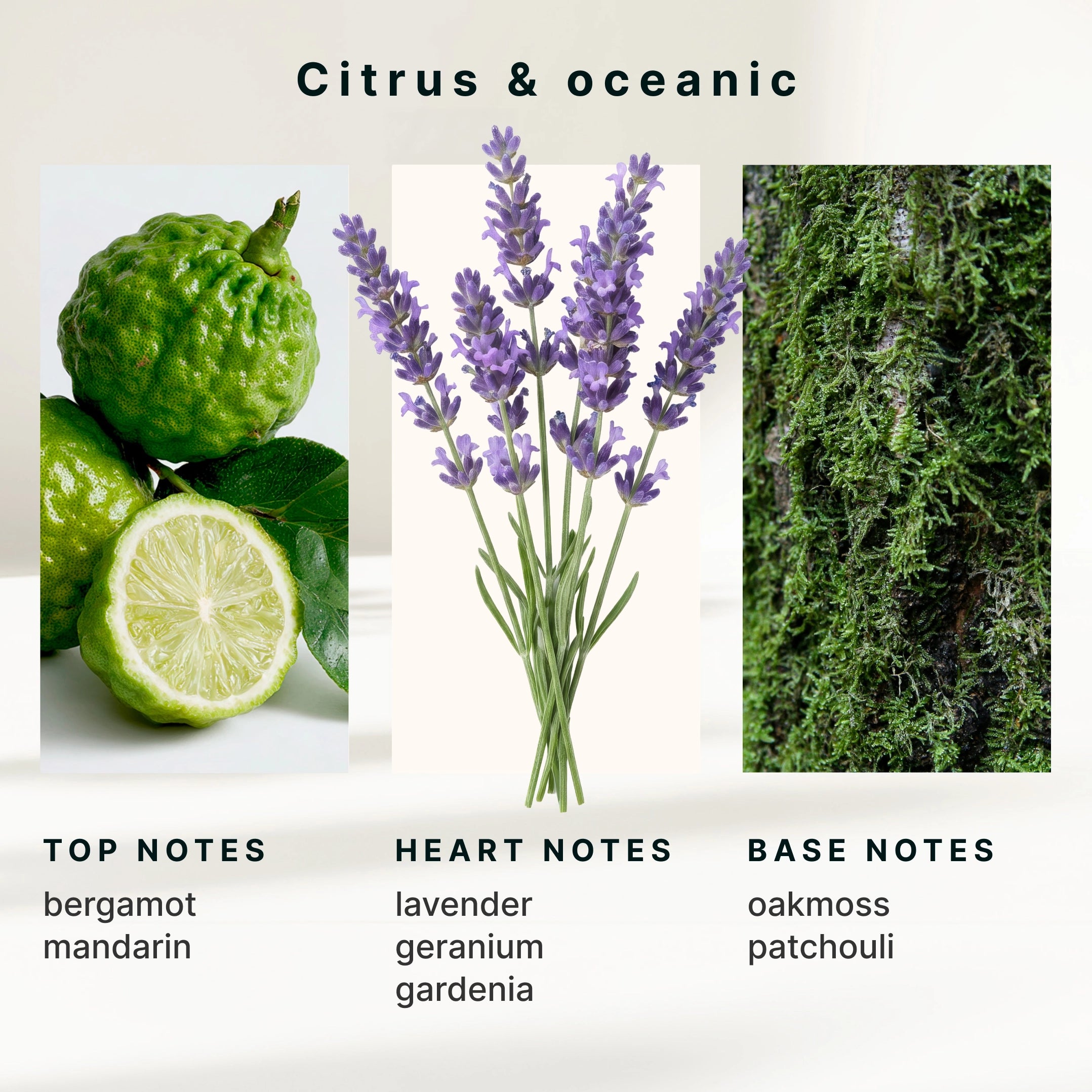 ellia-serenescent-bergamot-lavender-essential-oil-15ml image 6