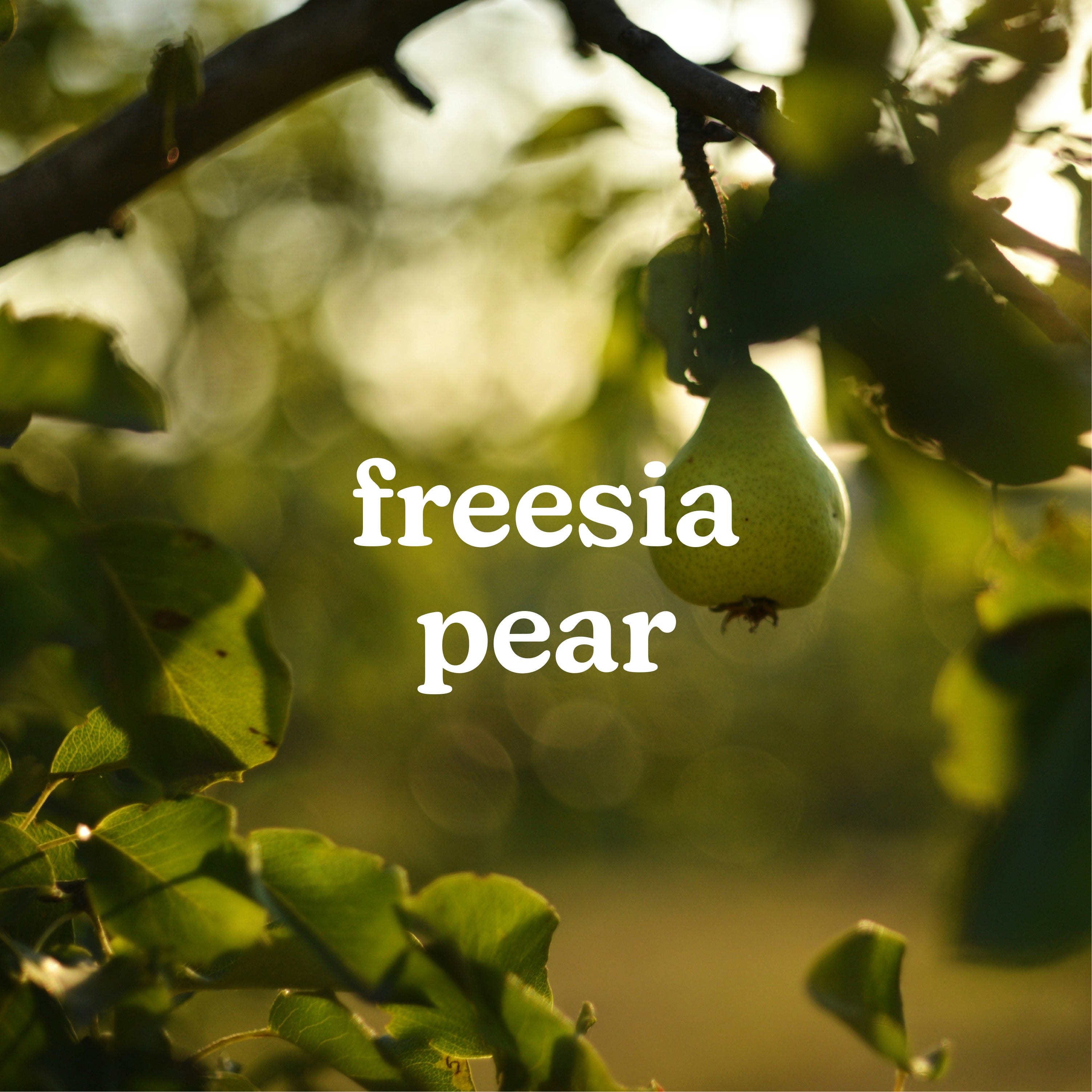 homedics-serenescent-freesia-pear-aromatherapy-oil-15ml image 2