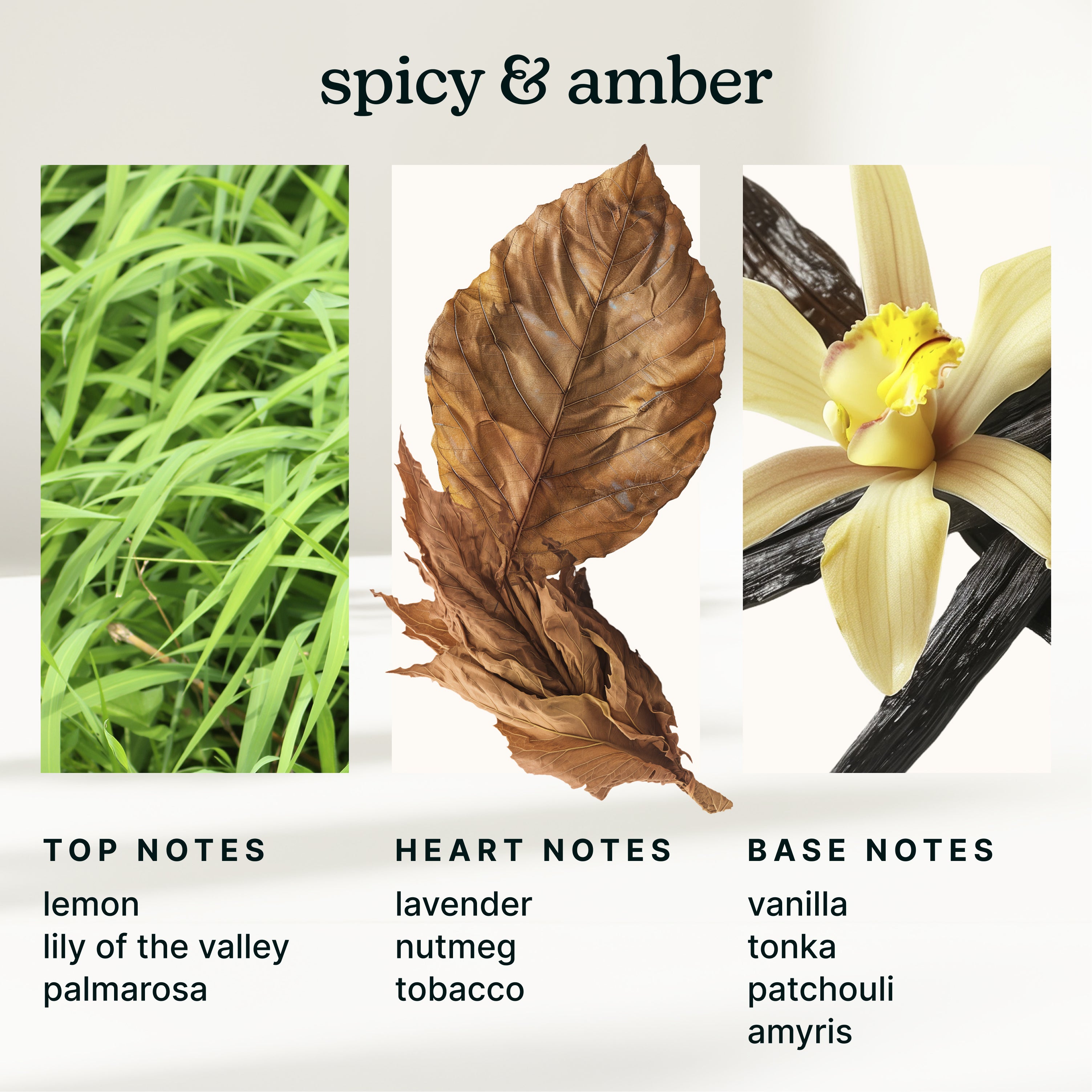 homedics-serenescent-gilded-amber-tonka-aromatherapy-oil image 4