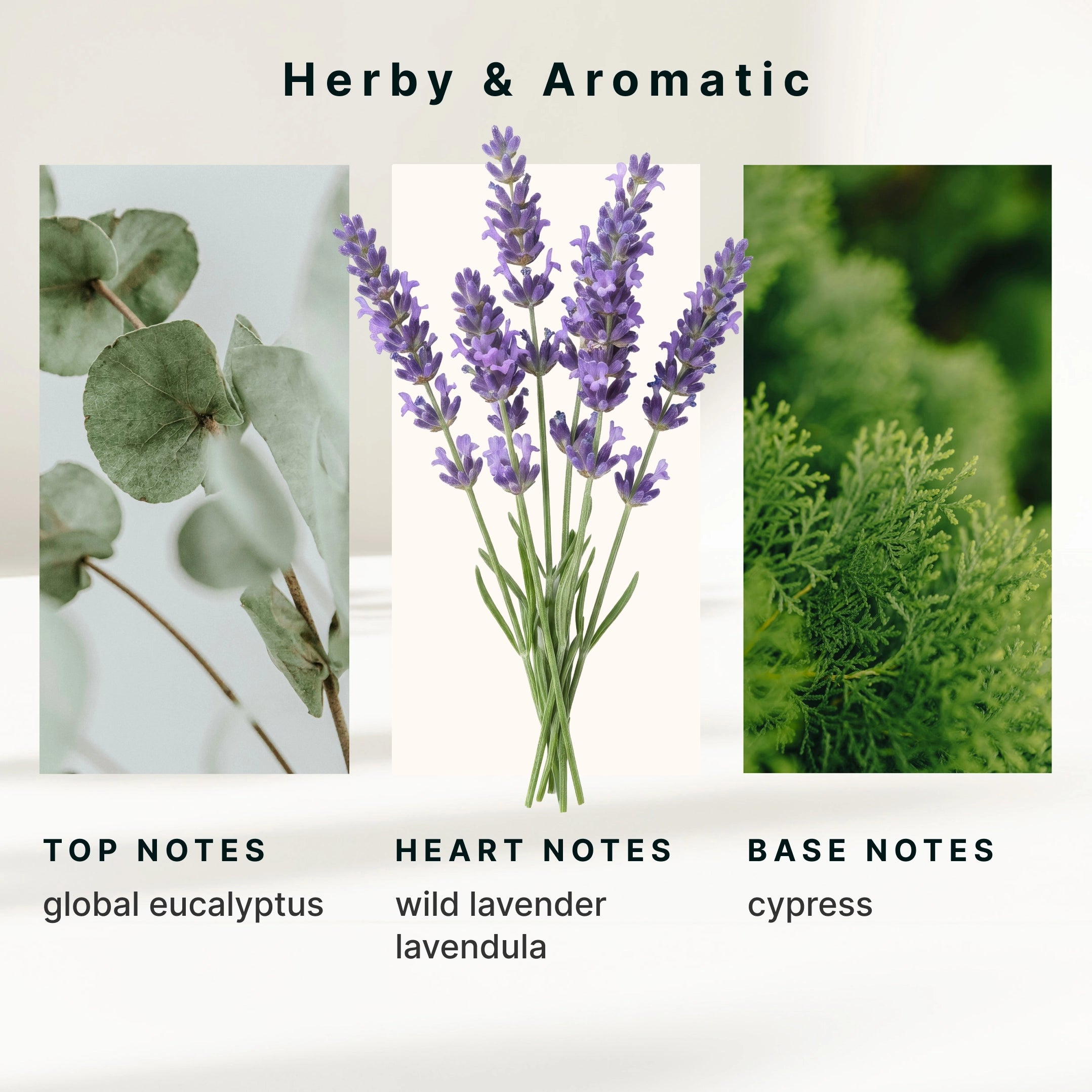 homedics-serenescent-lavender-eucalyptus-calming-essential-oil-blend-15ml image 6