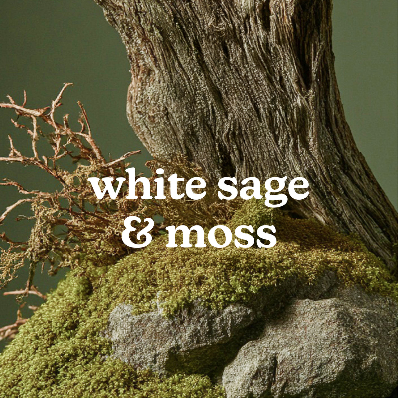 homedics-serenescent-white-sage-moss-15ml-fragrance-oil-fresh-botanical-blend image 2