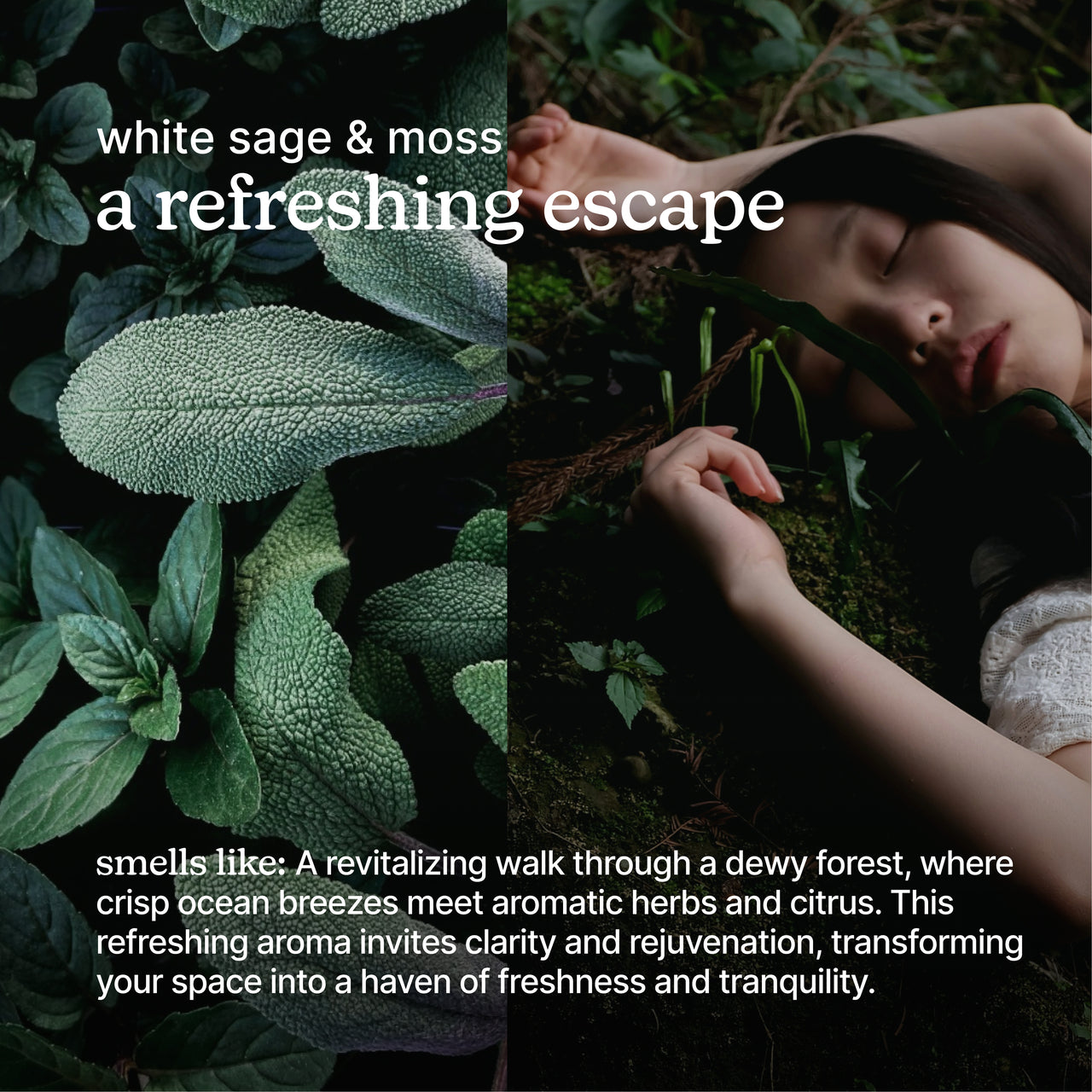 homedics-serenescent-white-sage-moss-15ml-fragrance-oil-fresh-botanical-blend image 3